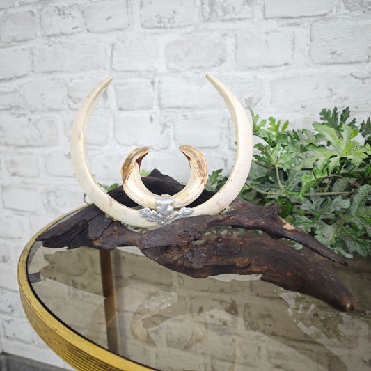 Wildschwein Hauer Trophäe mit Keilerhauer und Keilerzähnen auf Holz Ast Wildschweinzähne rustikale Jagd Deko